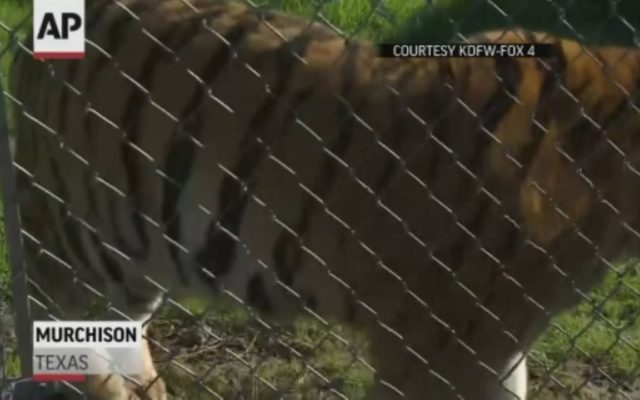 Woman finds tiger in house, tells dispatch: ‘I’m not lying’